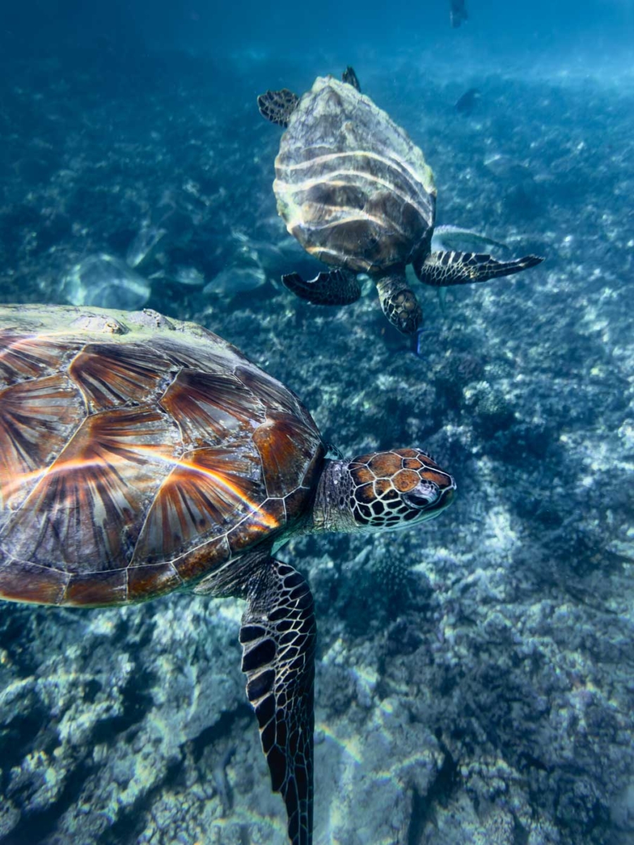 Daymaniyat Inseln Oman Schnorcheln mit Schildkröten