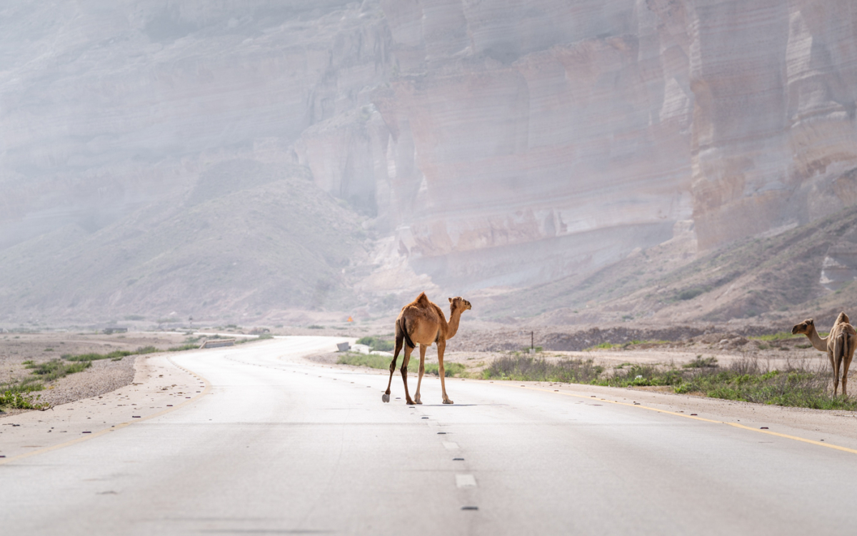 Kamele auf der Straße Dhofar (Salalah) im Oman