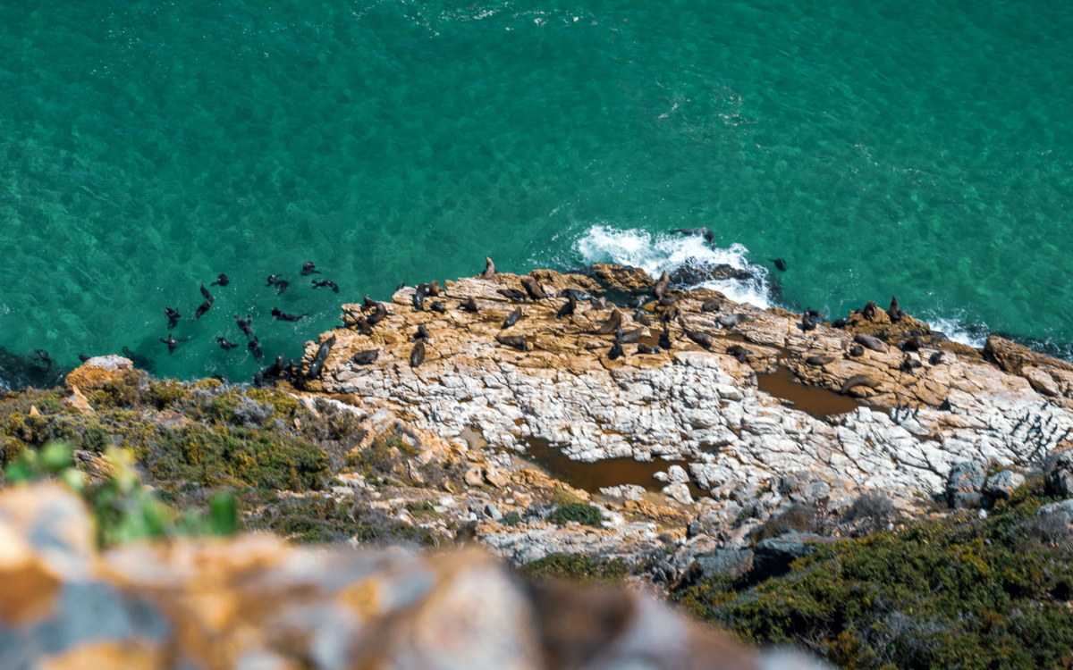 Robben im Wasser und auf den Felsen im Robberg Nature Reserve 