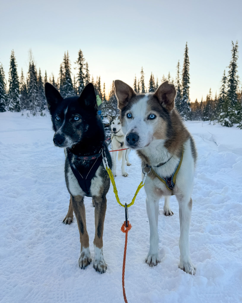 Meine Leithunde bei der Husky Tour in Lappland: Mo Mo und Fennek (rechts)