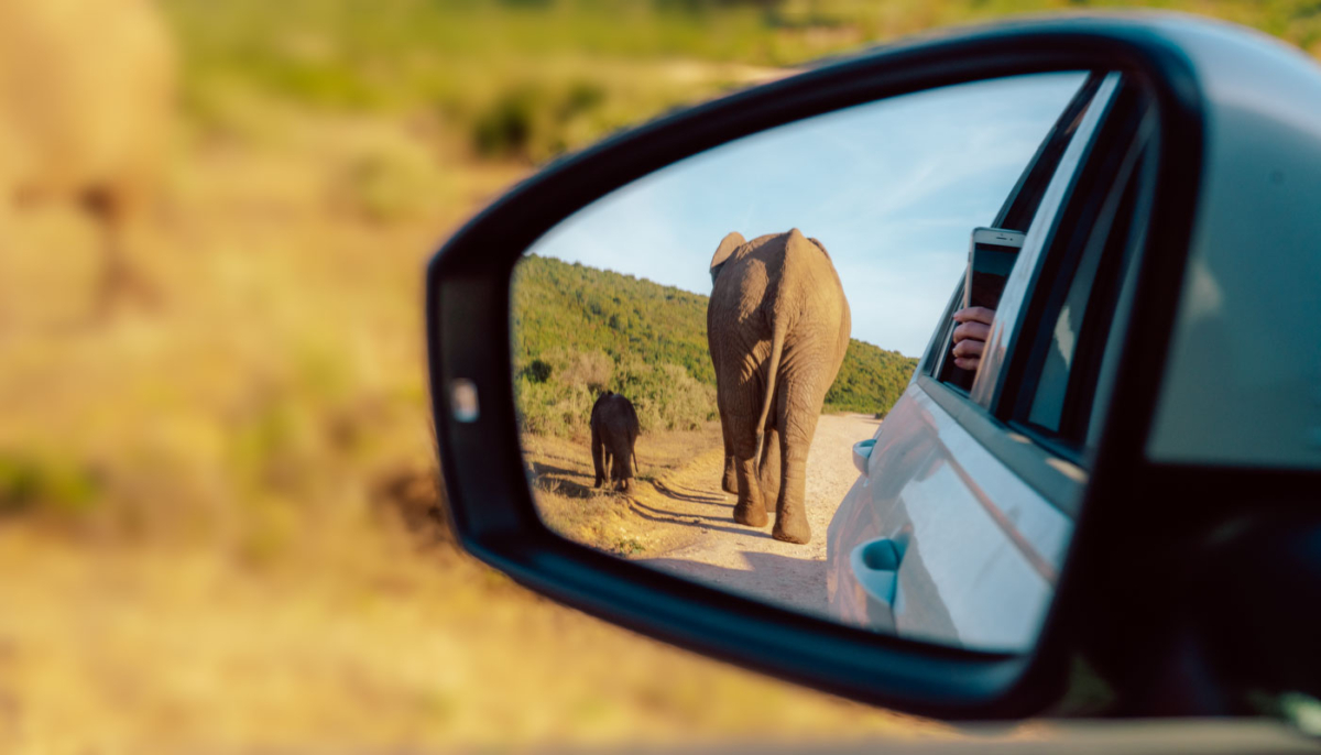 Addo Elephant Park mit dem eigenem Auto erkunden