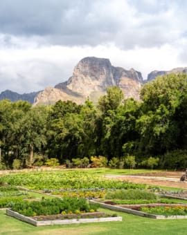 Schönstes Weingut Südafrika: Boschendal in Stellenbosch