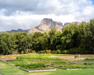 Schönstes Weingut Südafrika: Boschendal in Stellenbosch