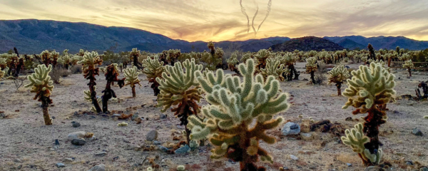 Joshua Tree Nationalpark Cholla Kaktus Garden