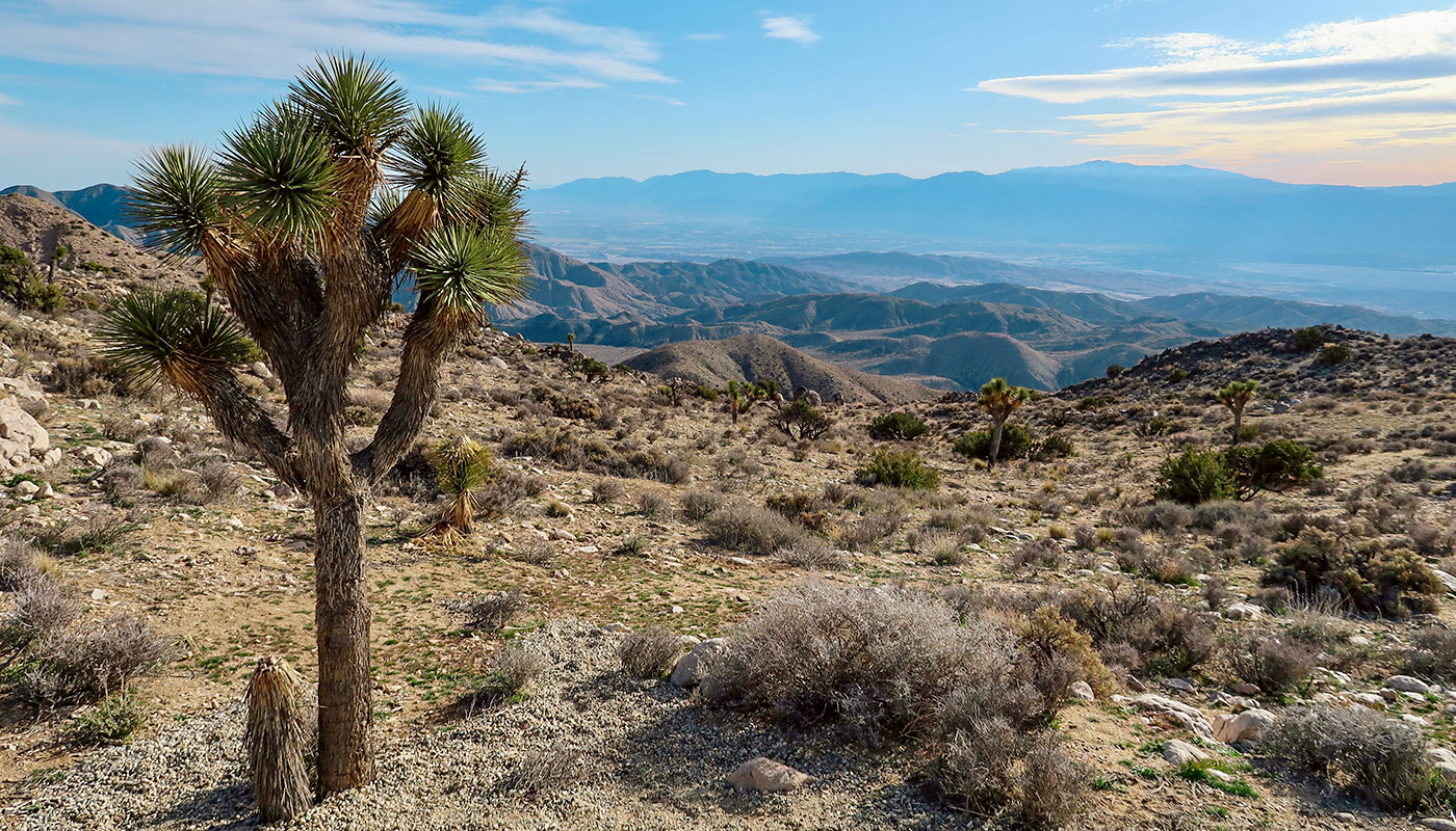 Was Kostet Einen Nacht Im Joshua Tree Park Nationalpark viel-unterwegs.de