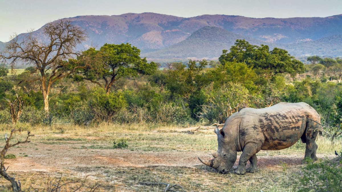 Nashorn im Kruger Nationalpark