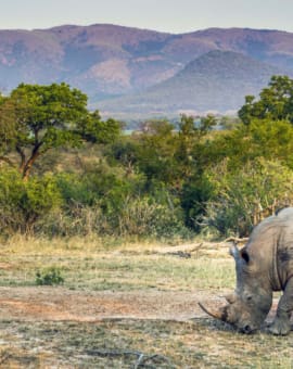 Nashorn im Kruger Nationalpark