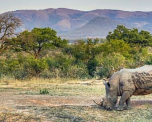 Nashorn im Kruger Nationalpark