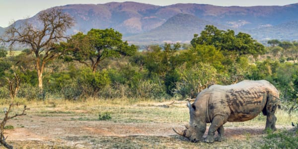 Nashorn im Kruger Nationalpark