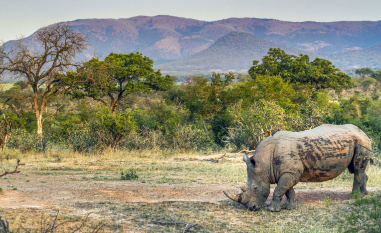 Nashorn im Kruger Nationalpark
