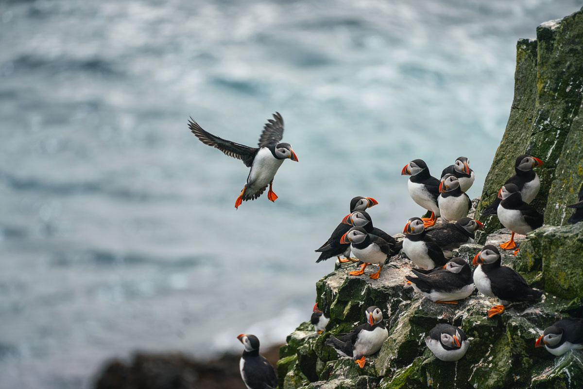 Mykines – Paradies für Papageientaucher