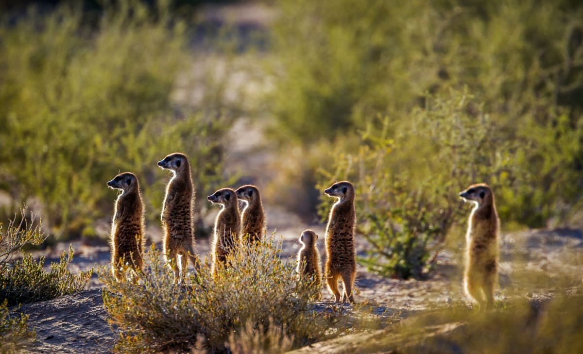 Meerkat im Kgalagadi Transfrontier National Park