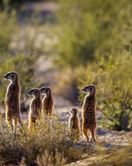 Meerkat im Kgalagadi Transfrontier National Park