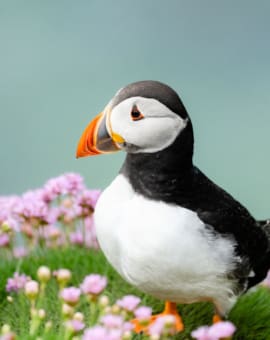 Saltee Island Irland Papageientaucher