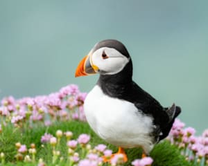 Saltee Island Irland Papageientaucher