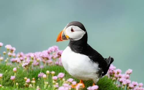 Saltee Islands: Paradies für Papageientaucher im Südosten Irlands