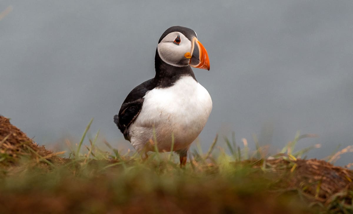 Puffins im Sommer in Island