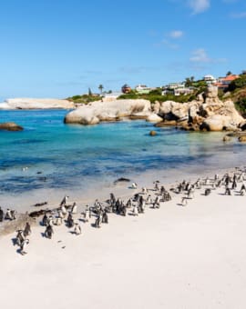 Boulders Beach Pinguine Simons Town