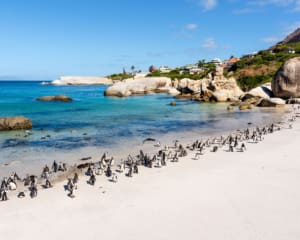 Boulders Beach Pinguine Simons Town