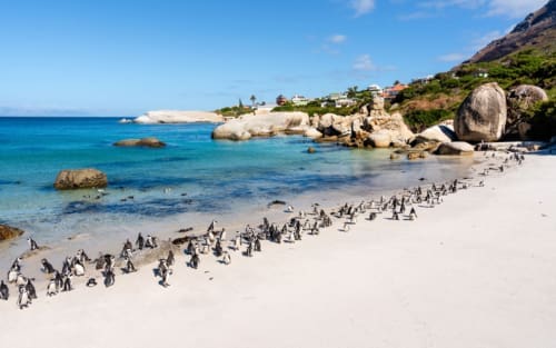 Pinguine in Südafrika: Boulders Beach in Simons Town
