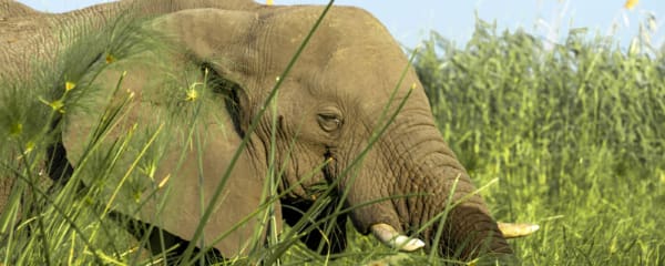 Elefant in Botswana