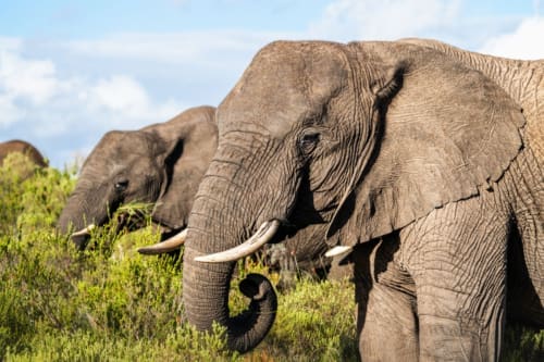 Safari an der Garden Route: Welche Game Lodge lohnt sich?