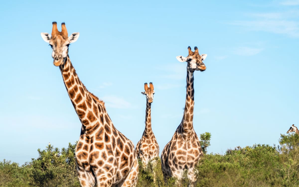 Giraffen Pirschfahrt, Gondwana Private Game Reserve