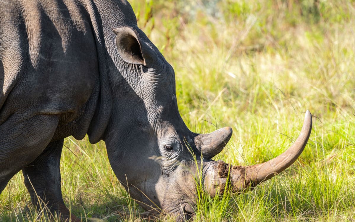 Pirschfahrt, Gondwana Private Game Reserve