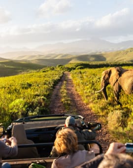 Safari Kapstadt: Pirschfahrt Gondwana Game Reserve Südafrika