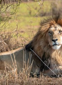 Löwe in der Serengeti Tansania