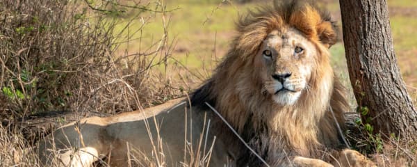 Löwe in der Serengeti Tansania