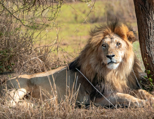 Löwe in der Serengeti Tansania