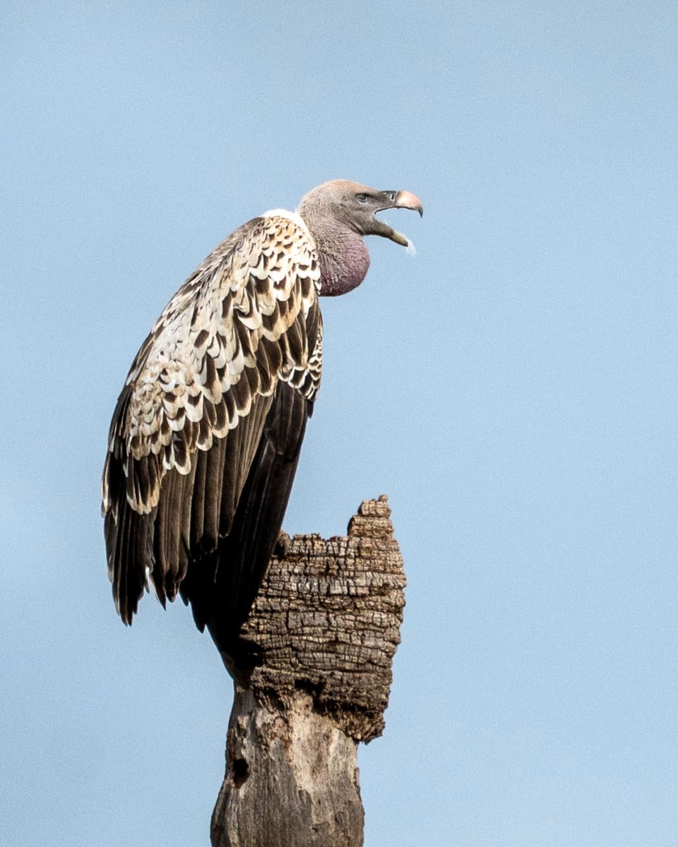 Geier im Tarangire Nationalpark in Tansania