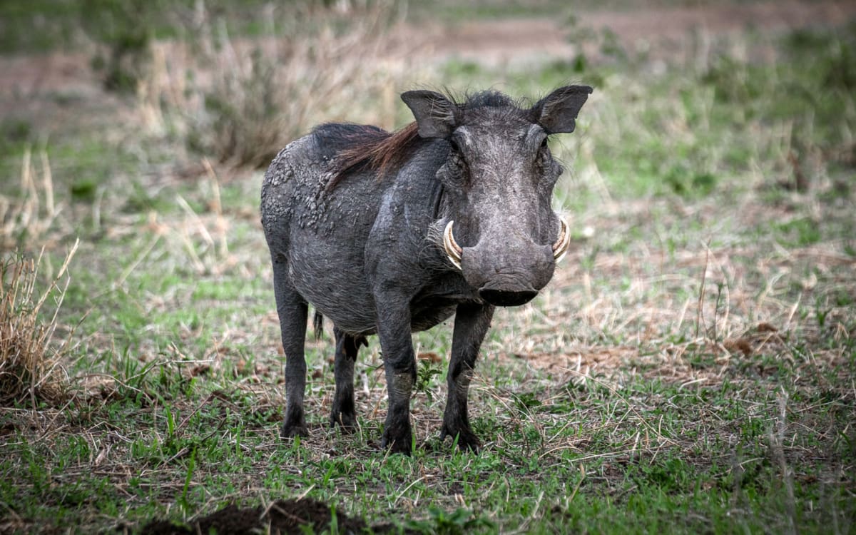 Warzenschwein im Tarangire Nationalpark in Tansania