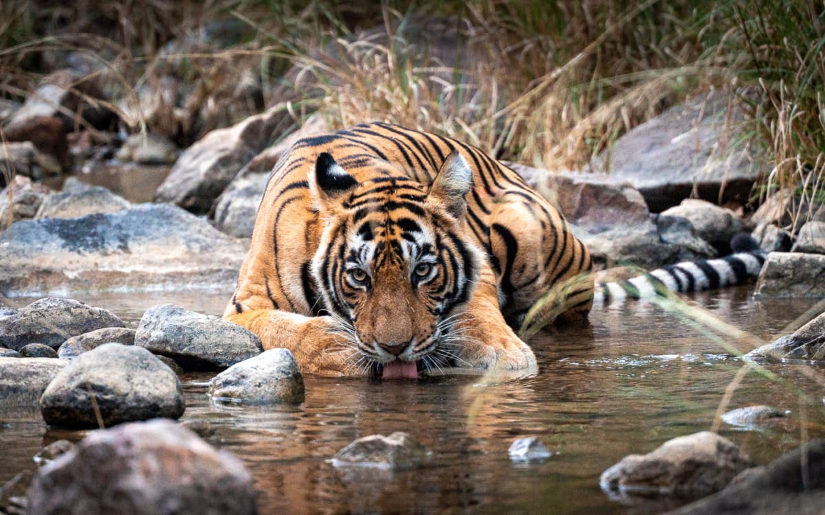 Rajasthan Rundreise Reisebericht Tiger