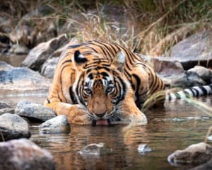 Rajasthan Rundreise Reisebericht Tiger