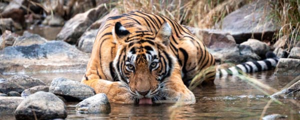 Rajasthan Rundreise Reisebericht Tiger