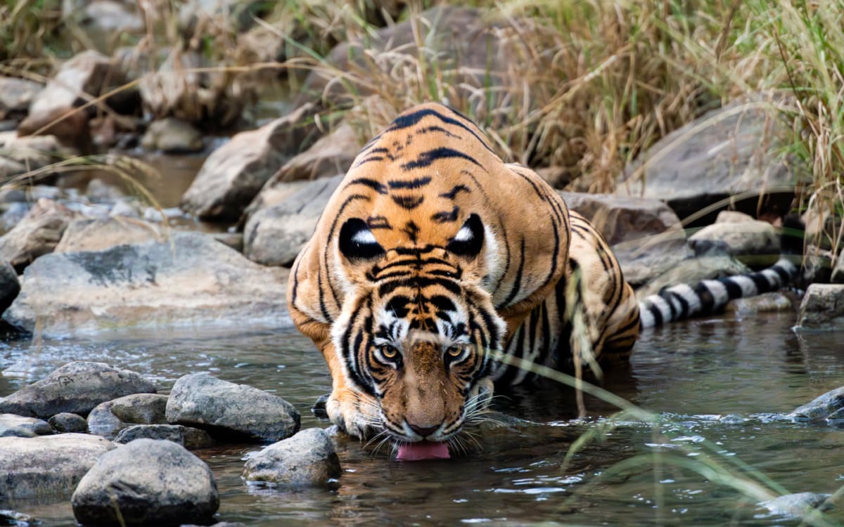 Safari im Ranthambhore-Nationalpark: 2 Safaris, 2 mal Tiger gesehen. Wow.