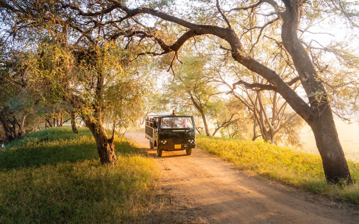 Im Canter (offenes Fahrzeug mit ca. 24 Plätzen) auf Safari im Ranthambore Nationalpark in Indien