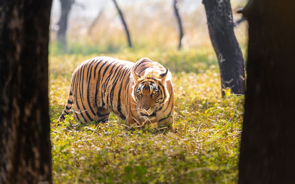 Tigerdame Shakti, Tochter von Krishna im Ranthambore NP