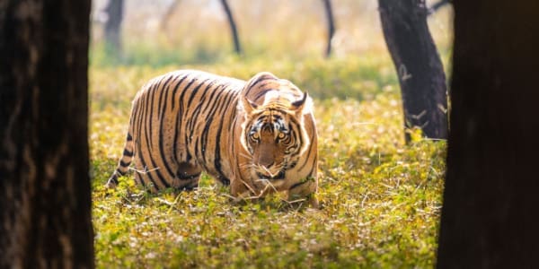 Tigerdame Shakti, Tochter von Krishna im Ranthambore NP