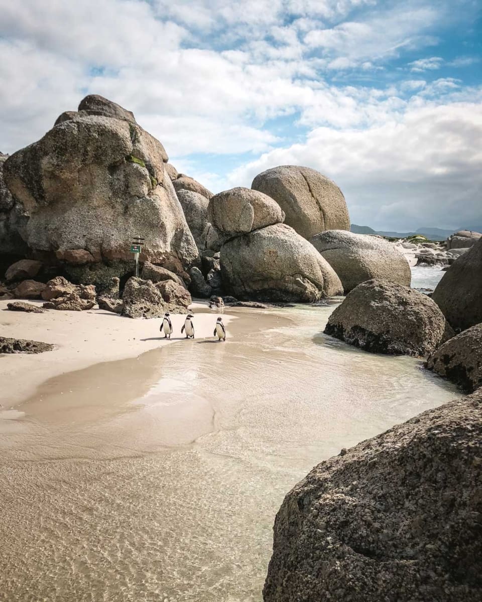 Boulders Beach Pinguine am Strand in Südafrika bei Kapstadt