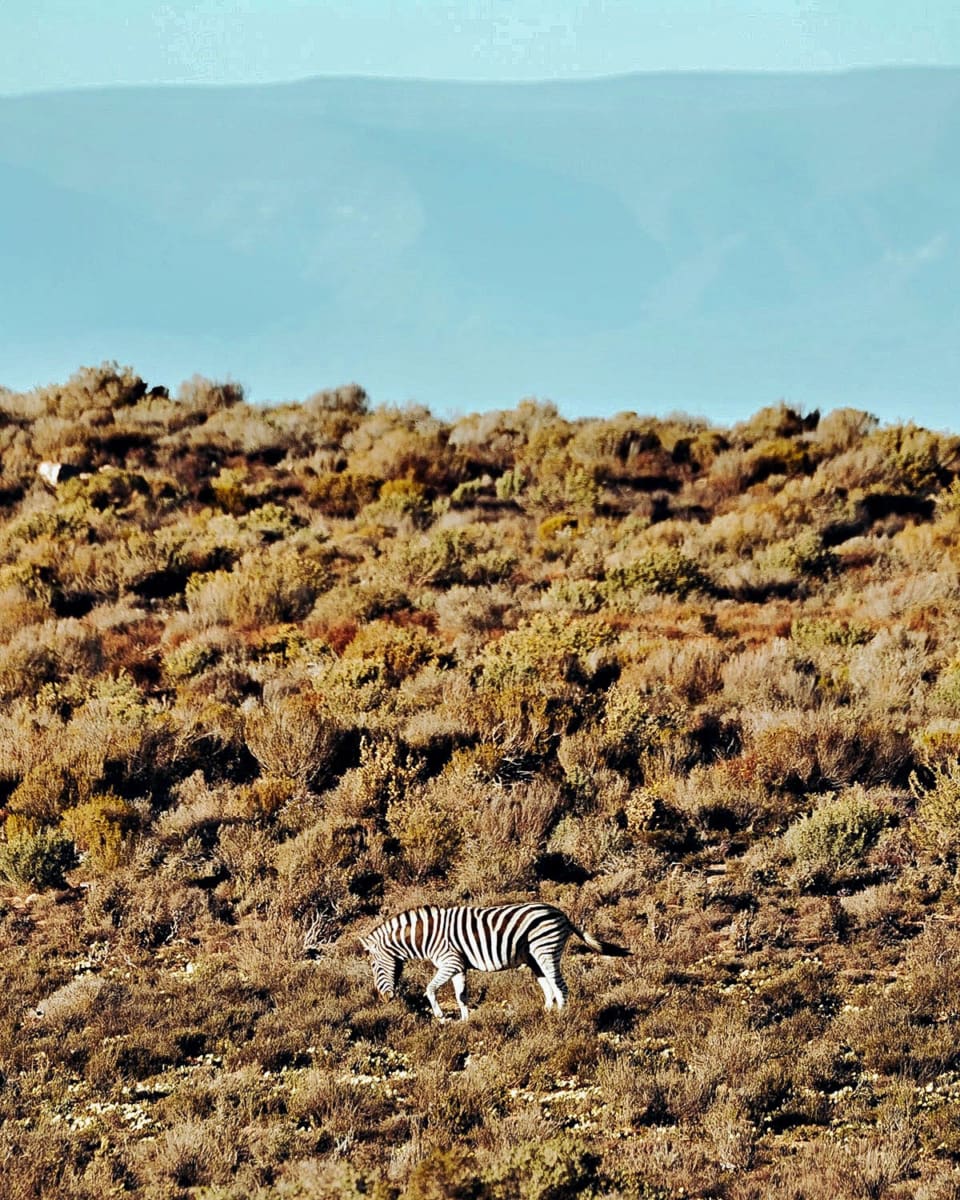 Mountain Zebra Kagga Kamma Nature Reserve Südafrika