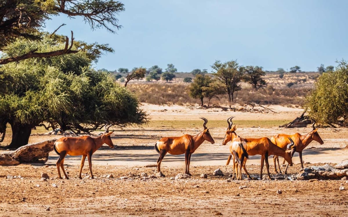 Red Hartebeest im Kgalagadi Transfrontier Park Südafrika