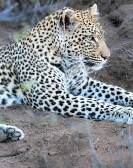 Kruger Nationalpark Leopard