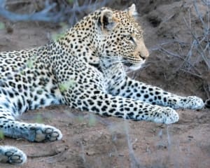 Kruger Nationalpark Leopard