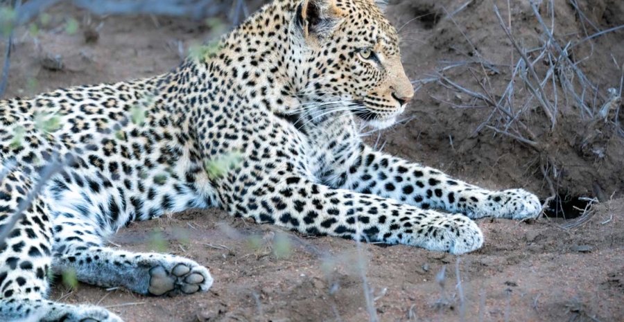 Kruger Nationalpark Leopard