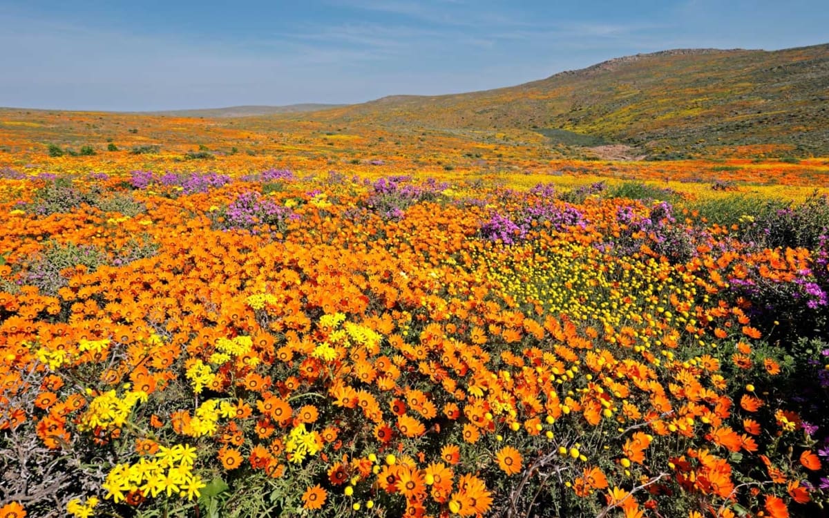 Namaqualand Südafrika Blumenblüte August