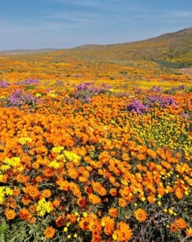 Namaqualand Südafrika Blumenblüte August