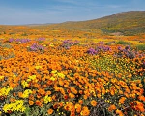 Namaqualand Südafrika Blumenblüte August